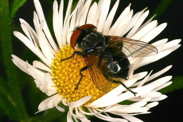 Zahl der Insekten geht dramatisch zurck