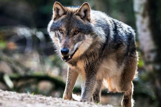 Bauernverband will Ansiedlung des Wolfs verhindern