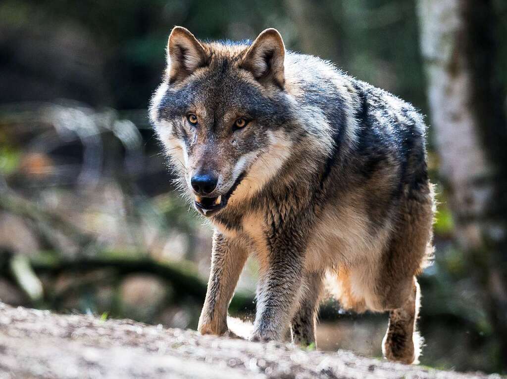 Bauernverband will Ansiedlung des Wolfs verhindern - Südwest - Badische