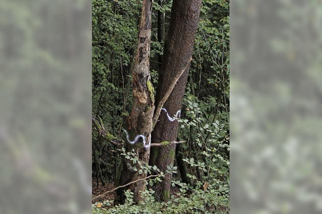 Wald-Lehrstunde aus erster Hand