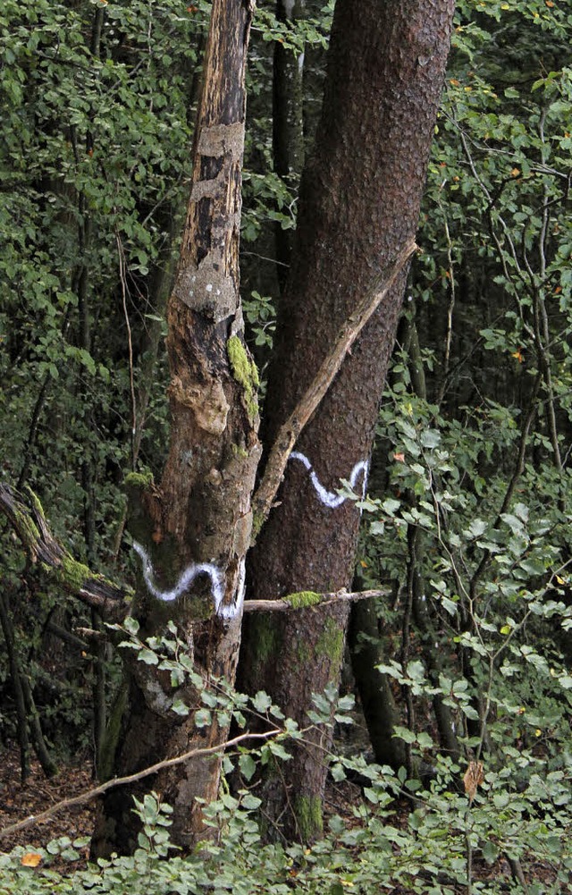 Gekennzeichnetes Totholz-Habitat im Distrikt Hohe Mhr  | Foto: Hermann Jacob