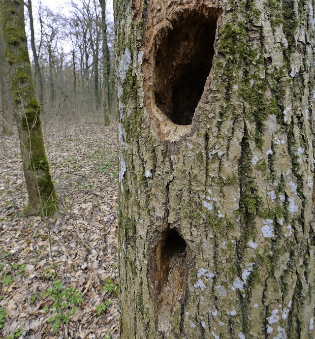 Solche Hhlen bieten Waldbewohnern ein Zuhause.   | Foto: I. Schneider