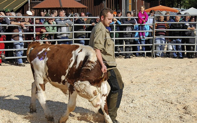 Die  Vorfhrer mssen die  Tiere mit aller Kraft im Zaum halten.  | Foto: Edgar Steinfelder