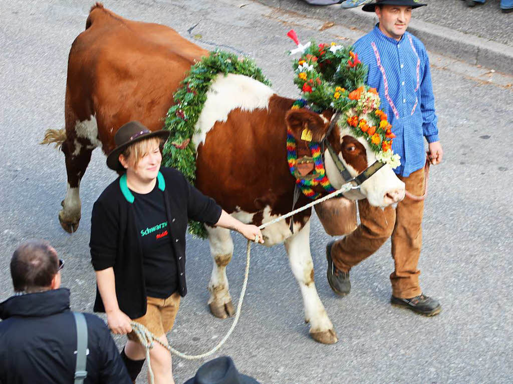 Viel los war wieder beim Viehabtrieb in Oberried – zugleich Hhepunkt und Abschluss der Alemannischen Woche.