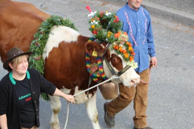 Fotos: Viehabtrieb in Oberried