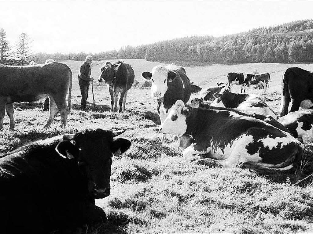 Viehabtrieb der Erlenbacher Weidegenossenschaft