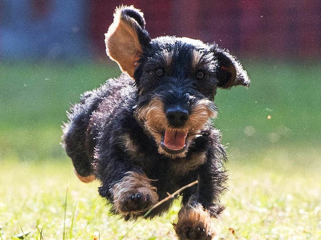 Des Menschen liebster Freund: Rund sie...illionen Hunde gibt es in Deutschland. | Foto: dpa-tmn Des Menschen liebster Freund: Rund sie...illionen Hunde gibt es in Deutschland. | Foto: dpa-tmn