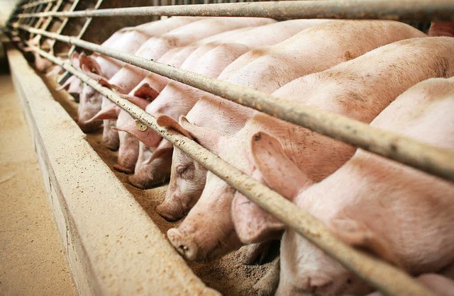 Ohne bittere Medizin schmeckt es bekanntlich besser.  | Foto: dpa