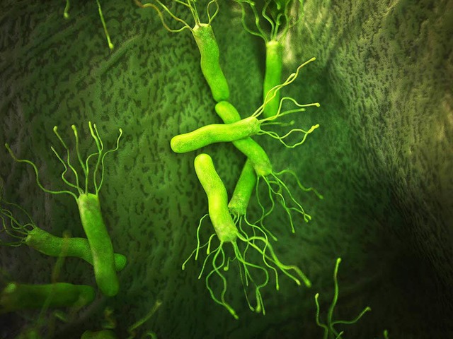 Lebt in vielen Mgen: Heliobacter pylori.  | Foto: Sebastian Kaulitzki - Fotolia