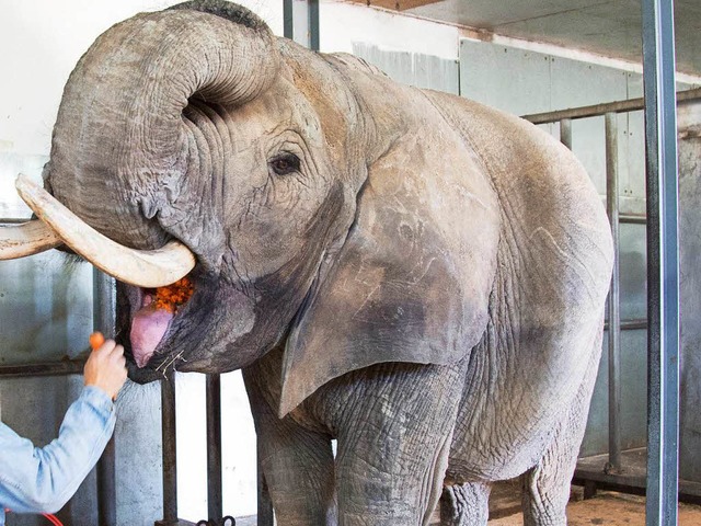 Die Elefantenkuh &#8222;Benji&#8220;, ...kus Luna in eine neue Heimat gebracht.  | Foto: dpa