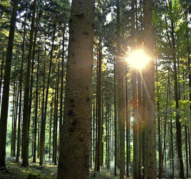 Schuttertler Wald   | Foto: B. Zehnle
