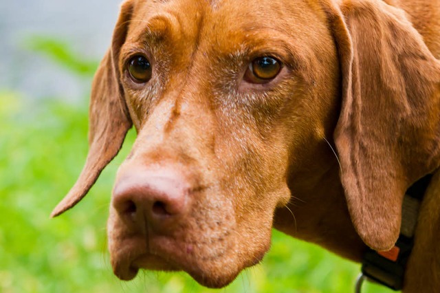 Ein Hund beim Gassigehen (Symbolbild)  | Foto: Huber Carlotta