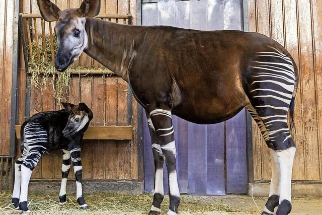 Erste Okapi-Geburt nach elf Jahren