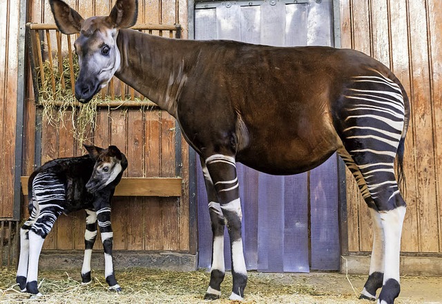 Okapi-Weibchen  Mchawi mit ihrem  Sohn Nuru   | Foto: Torben Weber