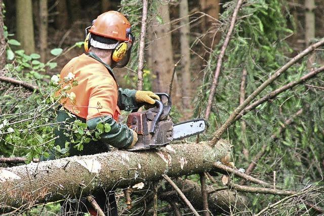 Holznachfrage wchst, Ernte sinkt