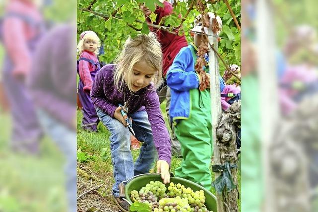 Kinder helfen beim Herbsten