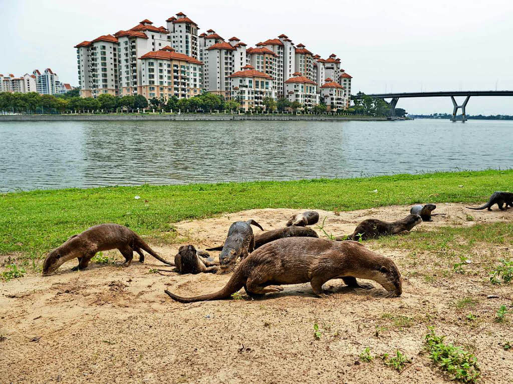 Ein Otterclan beim Baden lsst sich auch durch neugierige Menschen nicht aus der Ruhe bringen. Die Tiere bevlkern viele Gebiete des Stadtstaates.