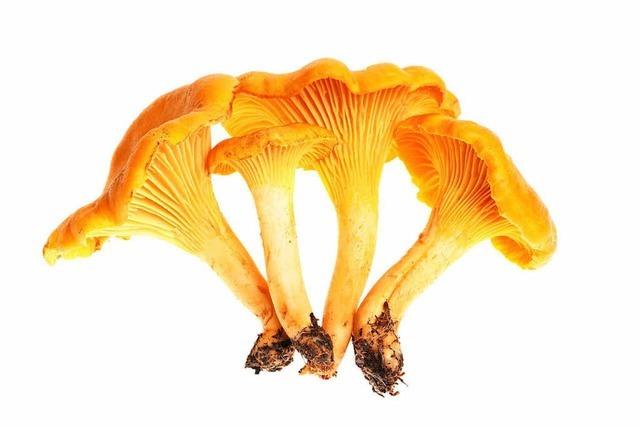 Expertentipps fr die Pilzsuche: Einige lecker, einzelne tdlich
