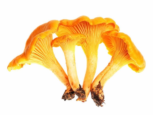 Pfifferling: Eindeutige Merkmale: gold...Pilz mit Leisten und obstartigem Duft.  | Foto: Mikhail Abramov colourbox