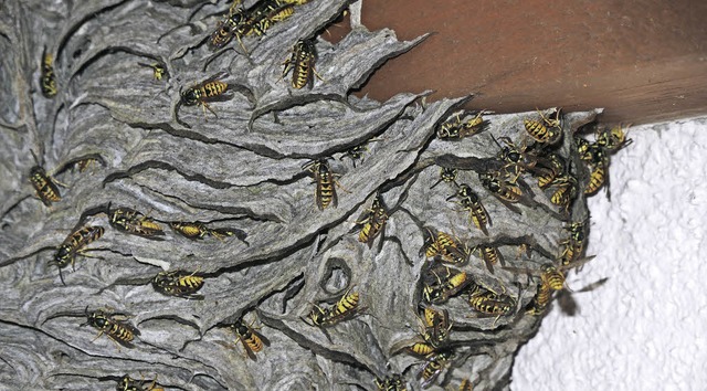Wyhl.  Wespen bauen ihr Wespennest gerne in der Nhe von Menschen.  | Foto: Roland Vitt