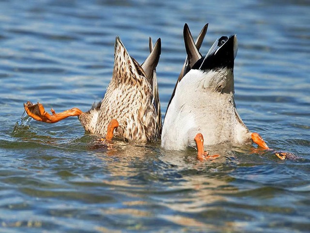 Enten mssen nicht gefttert werden. Sie finden ihr Futter selbst.  | Foto: Uwe Anspach