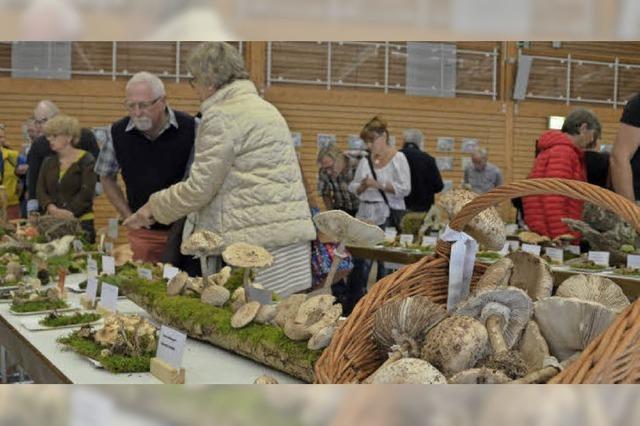 400 Pilzsorten - Hunderte Besucher