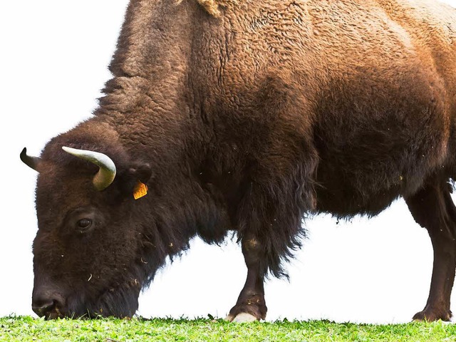 Die Bisons wurden geschlachtet.  | Foto: Carlotta Huber