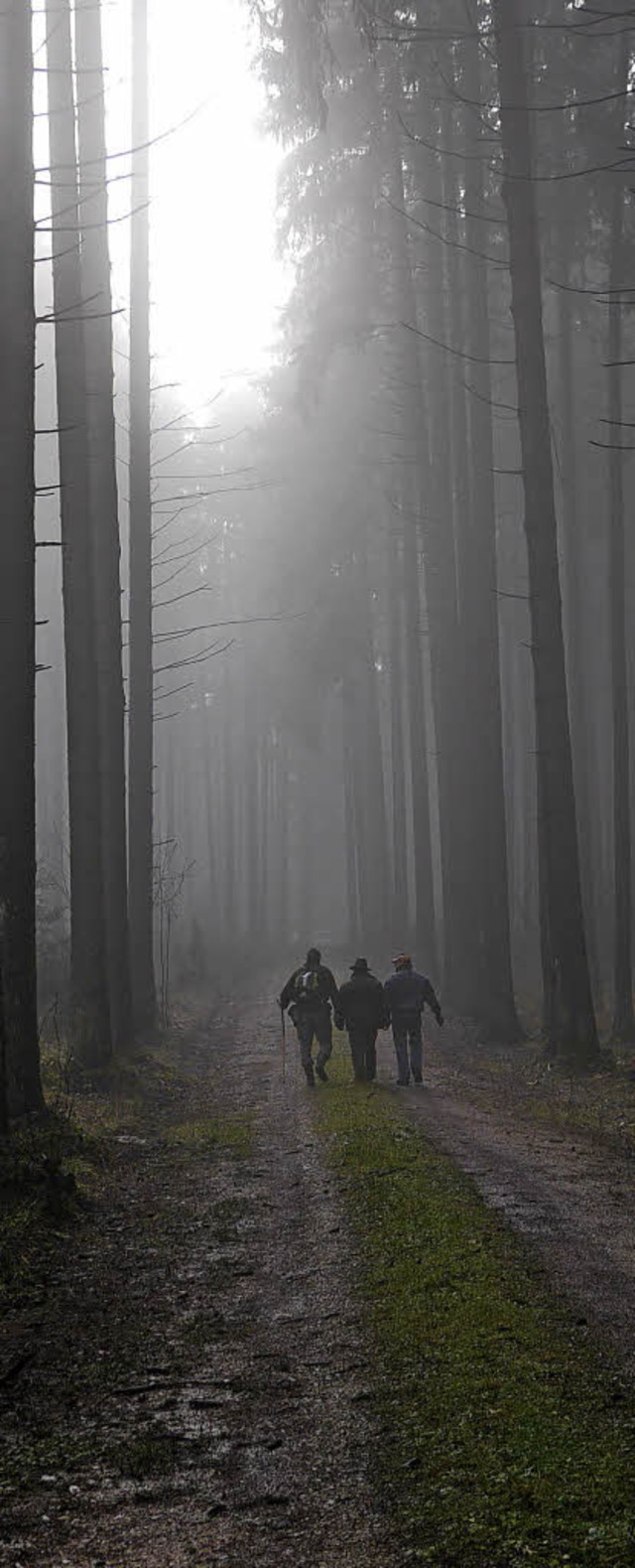 Fr viele Waldbesitzer liegt die Zukunft der Forstbewirtschaftung im Dunkeln.   | Foto: Sebastian Wolfrum