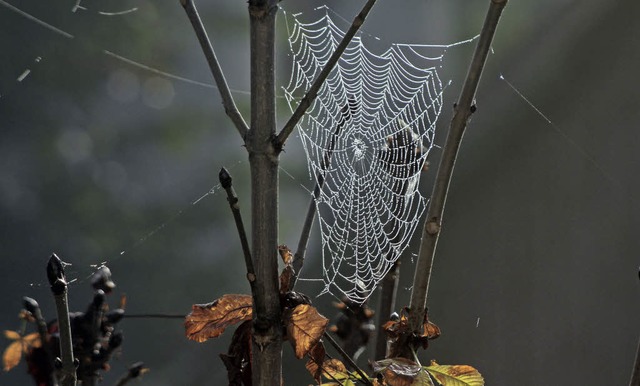   | Foto: Wolfgang Kmereit