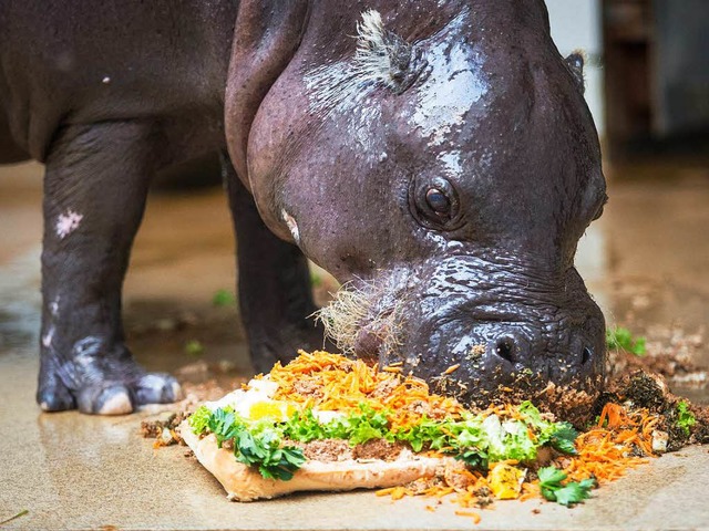 Hannibal geniet seine Geburtstagstorte.  | Foto: dpa