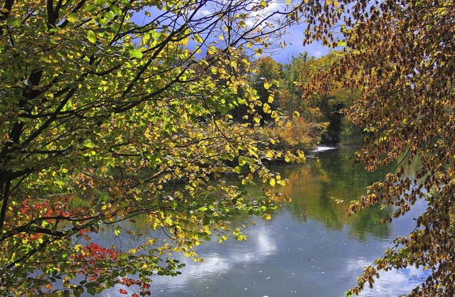Weisweil. Im Herbst zeigen sich die Rheinauen von ganz besonderer Schnheit.  | Foto: Roland Vitt