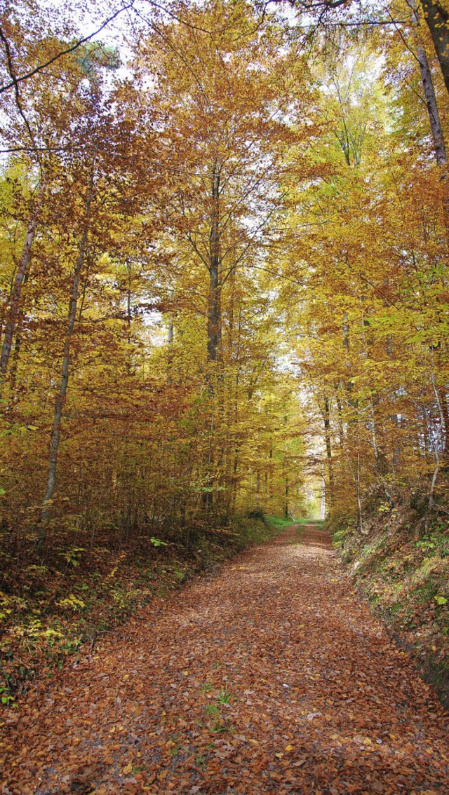 Der Wald zeigt sich in diesen Tagen im... Herbstkleid: Doch die Eschen sterben.  | Foto: Erggelet