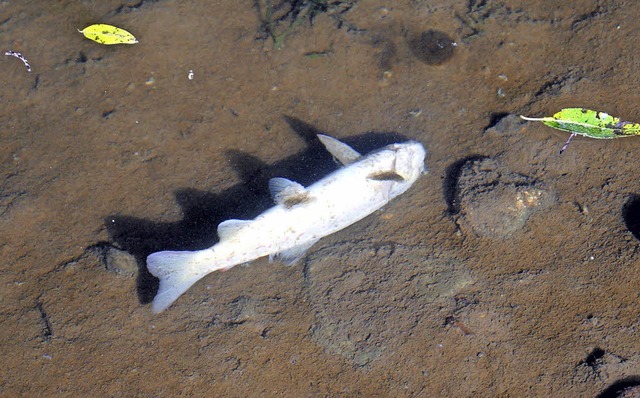 Einer der toten Fische, die am Donners... Hohlebach bei Liel entdeckt wurden.    | Foto: Hartenstein