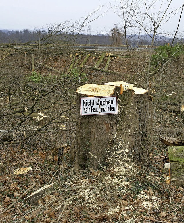 Das Bild war bei der Rodung im Januar 2009 entstanden.   | Foto: Nagel