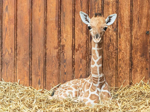Knnen Giraffen helfen?  | Foto: (Zoo Basel) Torben Weber
