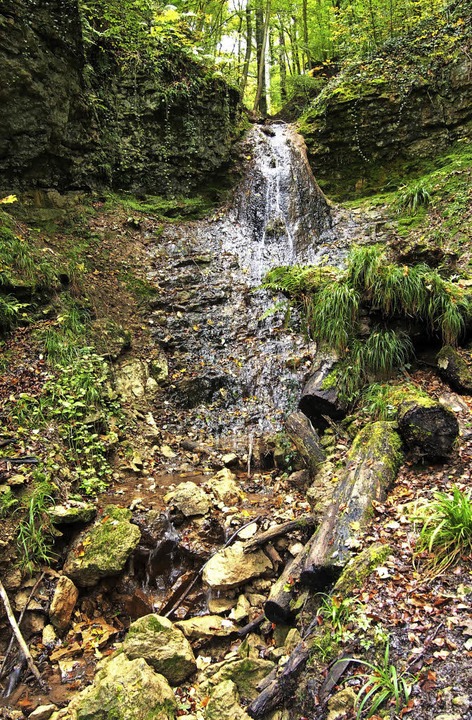 Hier im Wald zeigt der Ruschbach noch ...as sich bis zum Rhein stark verndert.  | Foto: Katharina Schiller