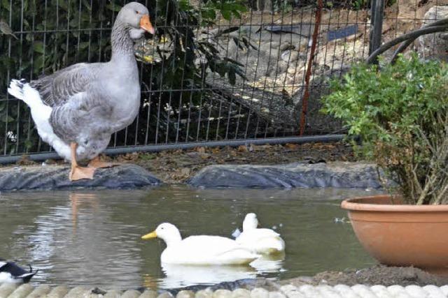 Neue Folie schtzt den Boden des Teichs