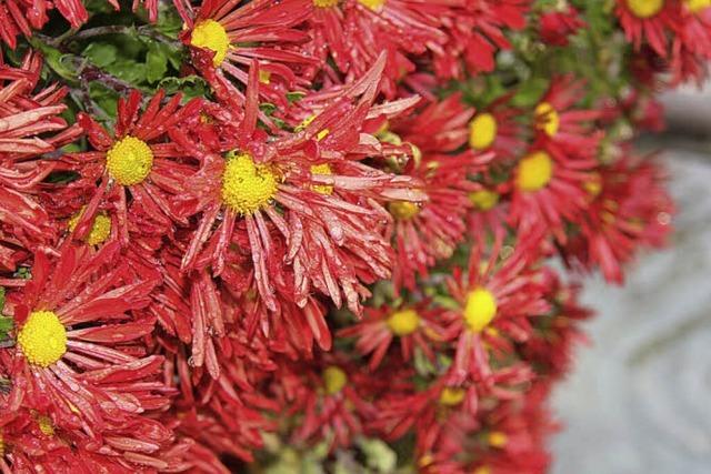 CHRYSAN-THEMA : Dicht und stark