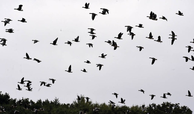 Saat- und Blessgnse fliegen ber ein Feld in Niedersachsen.   | Foto: dpa