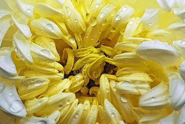 Chrysanthema lockt nach Lahr