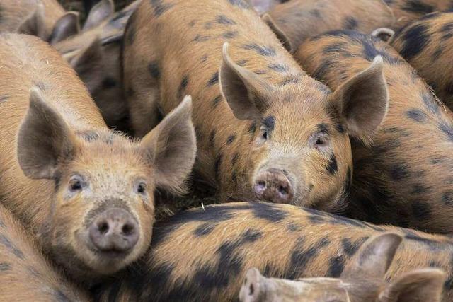 Glücklich und lecker: englische Schweine aus Oberkirch