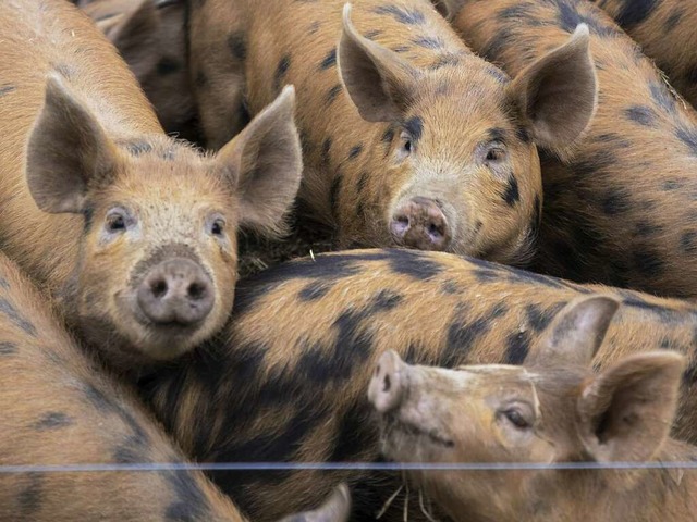 Englische Berkshire-Schweine  | Foto: Michael Wissing