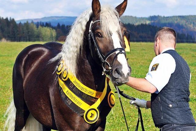 Fotos: Die besten Schwarzwlder Kaltblut-Hengste