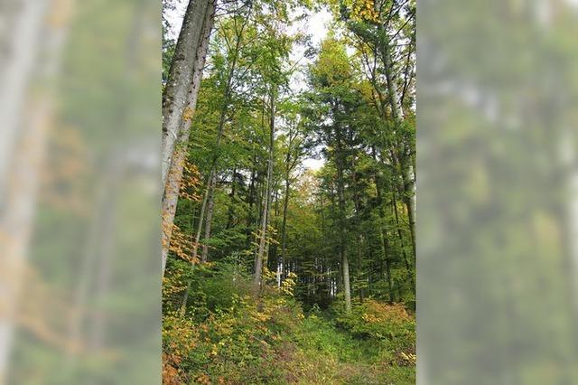 Im Wald werden die Bume neu gemischt