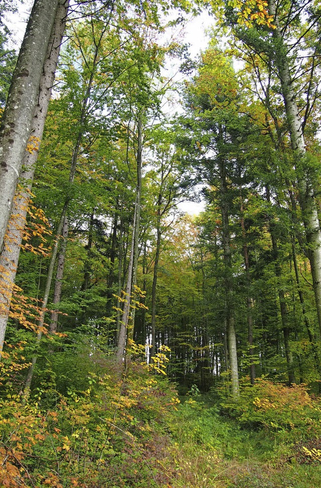 Schne Waldbilder: Hgelbergs Forst ist auch im Herbst ein toller Anblick.   | Foto: Gabriele Poppen