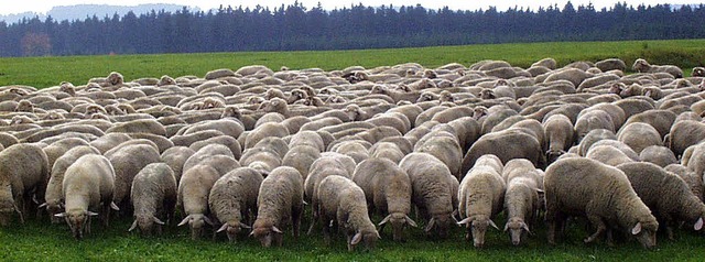 Die Schafe aus Freiburg-Kappel drfen ... das man in Lffingen erhalten mchte.  | Foto: Christa Maier