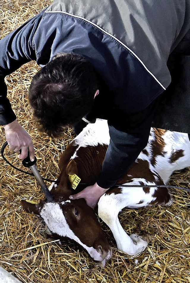 Ein Kalb wird mit dem Brennstab enthornt.   | Foto: dpa