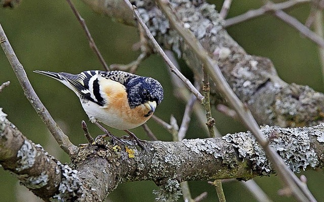   | Foto: Naturpark Sdschwarzwald/Mail von Valerie Bssler