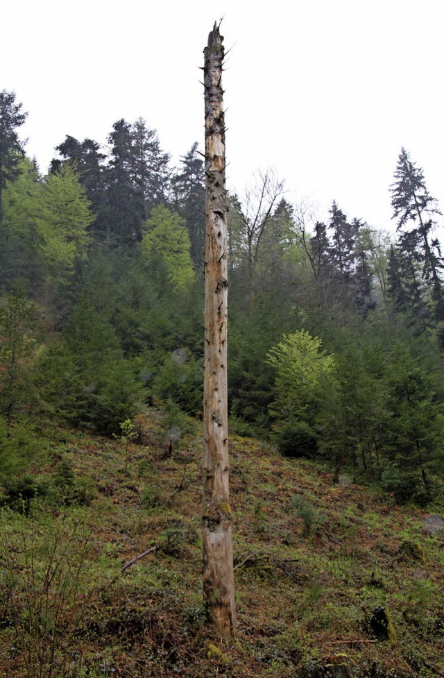 Mit einem Alt- und Totholzkonzept mch...r Jrg Pflger Waldrefugien schaffen.   | Foto: Sabine Model