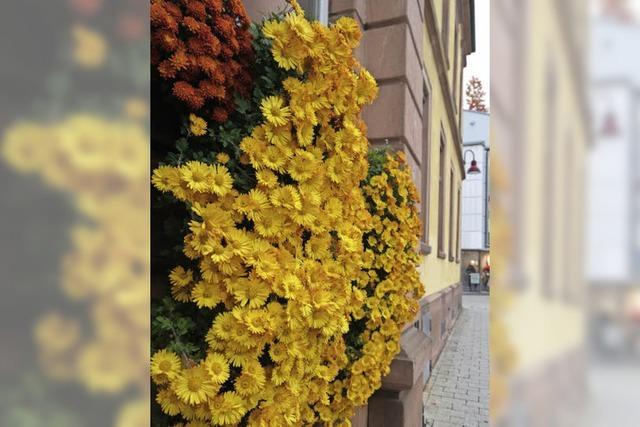 CHRYSAN-THEMA : Gelb oder doch bronze?